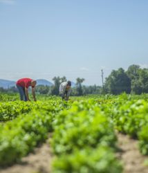 Las necesidades de formación y oportunidades laborales del sector agrario